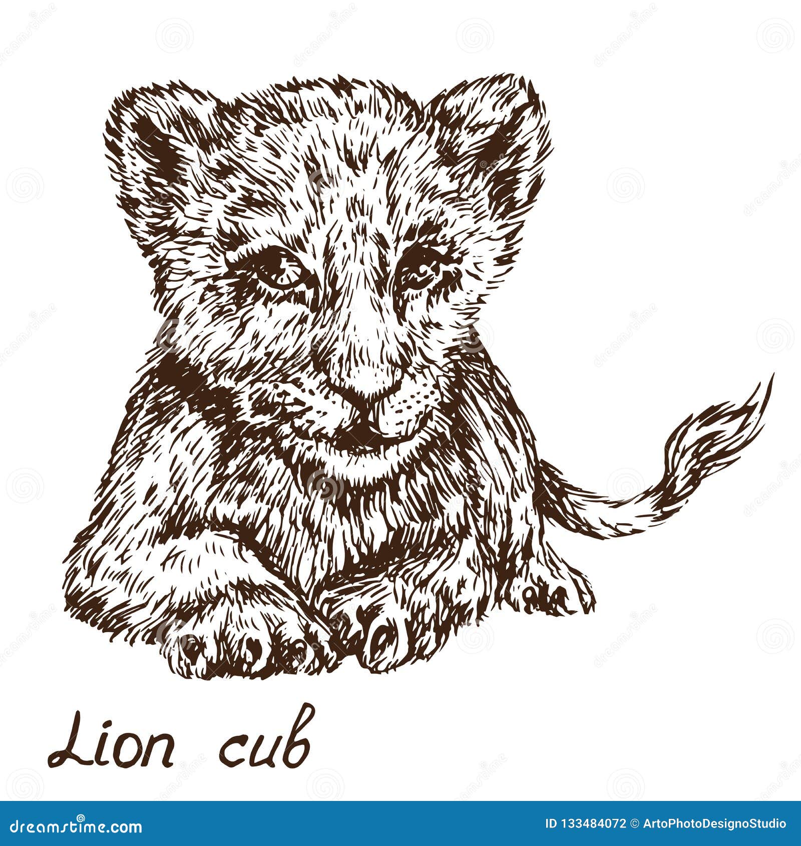 214-lion-cub-drawing-step-8 - Craft-Mart