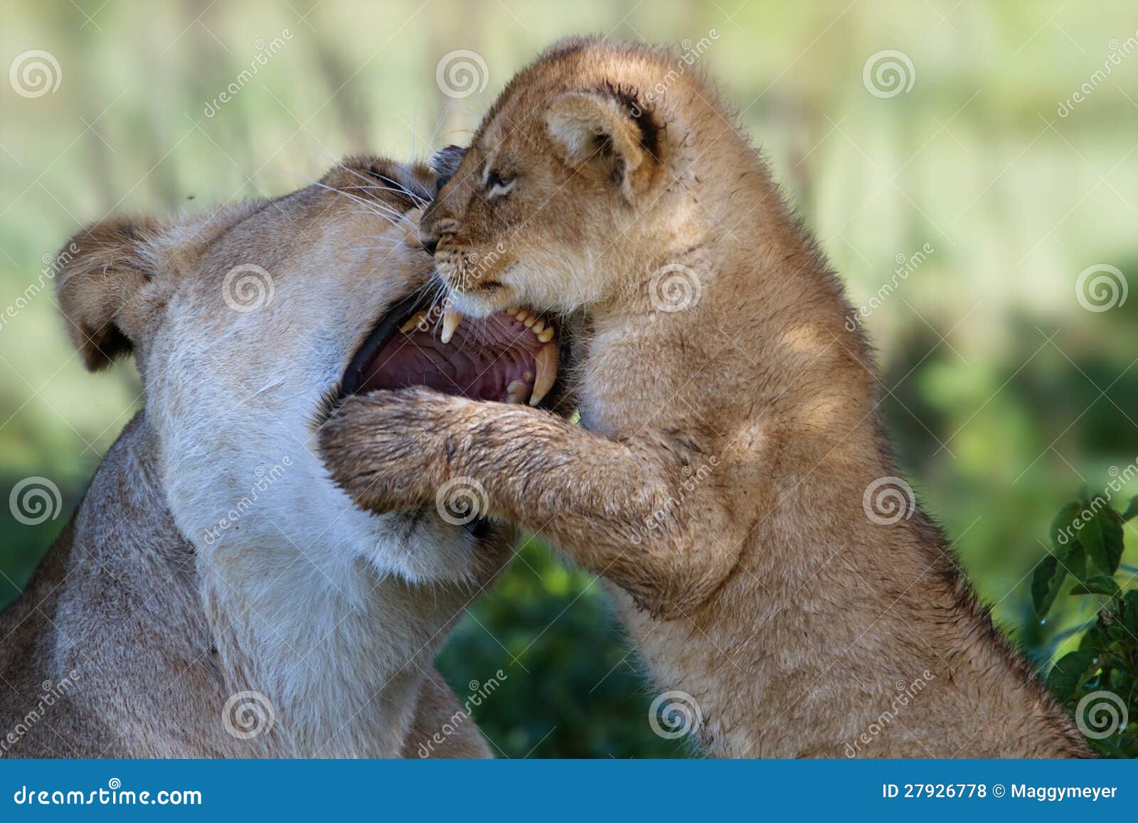 lion-cub-playing-mother-serengeti-279267