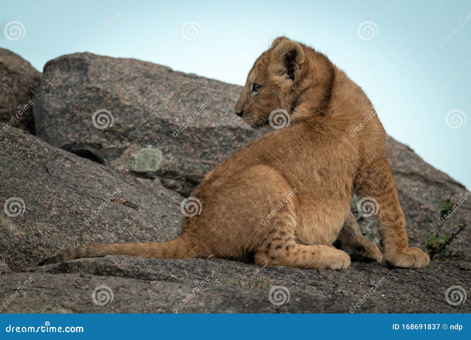 Lion Cub Sits on Rock Looking Back Stock Image Image of lion, safari