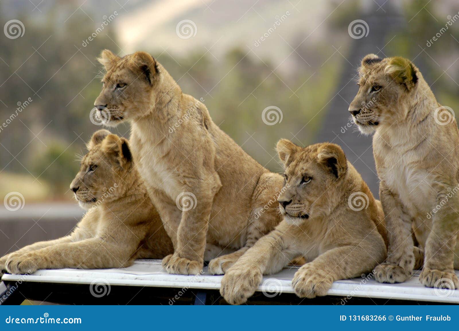 lion cubs with father and mother