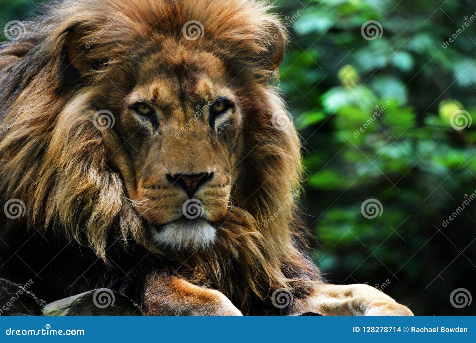 Lion from dartmoor zoo. stock photo. Image of dartmoor 128278714