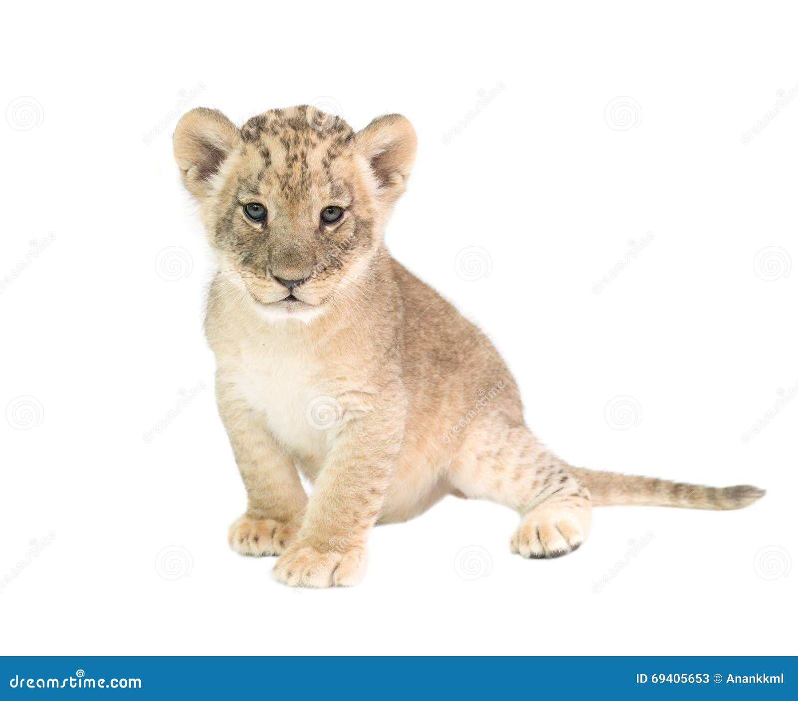 Lion De Bebe D Isolement Sur Le Fond Blanc Image Stock Image Du Animal Poilu Lion De Bebe D Isolement Sur Le Fond Blanc Image Stock Image Du Animal Poilu