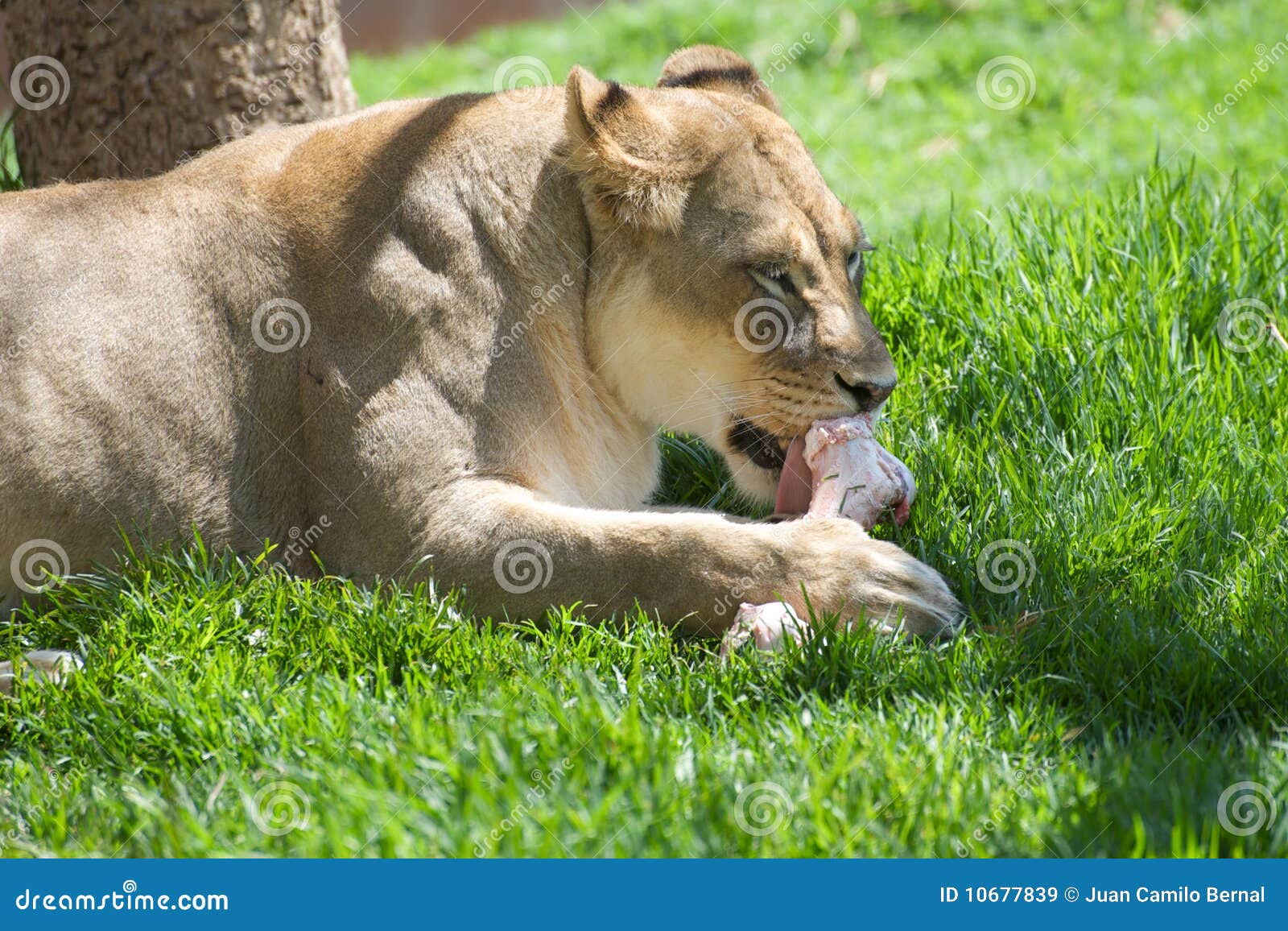 Lion Eating In The Kruger National Park Stock Photo