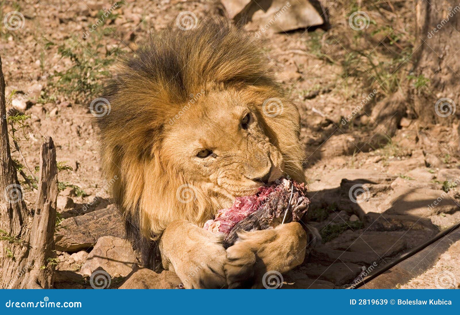 Lion Eating Royalty Free Stock Images Image 2819639