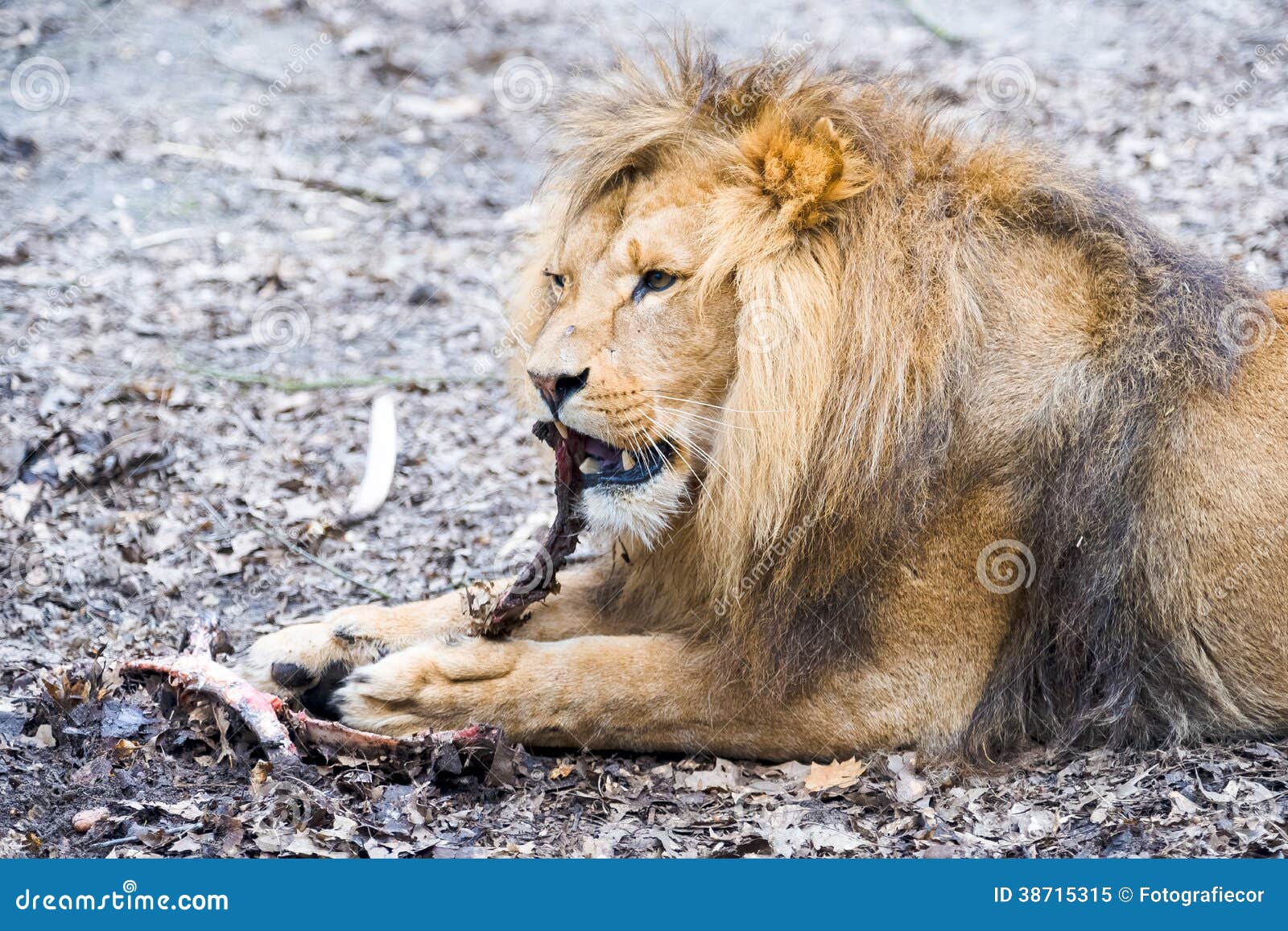 A Lion Eating A Piece Of Meat Stock Image Image Of African Kampen