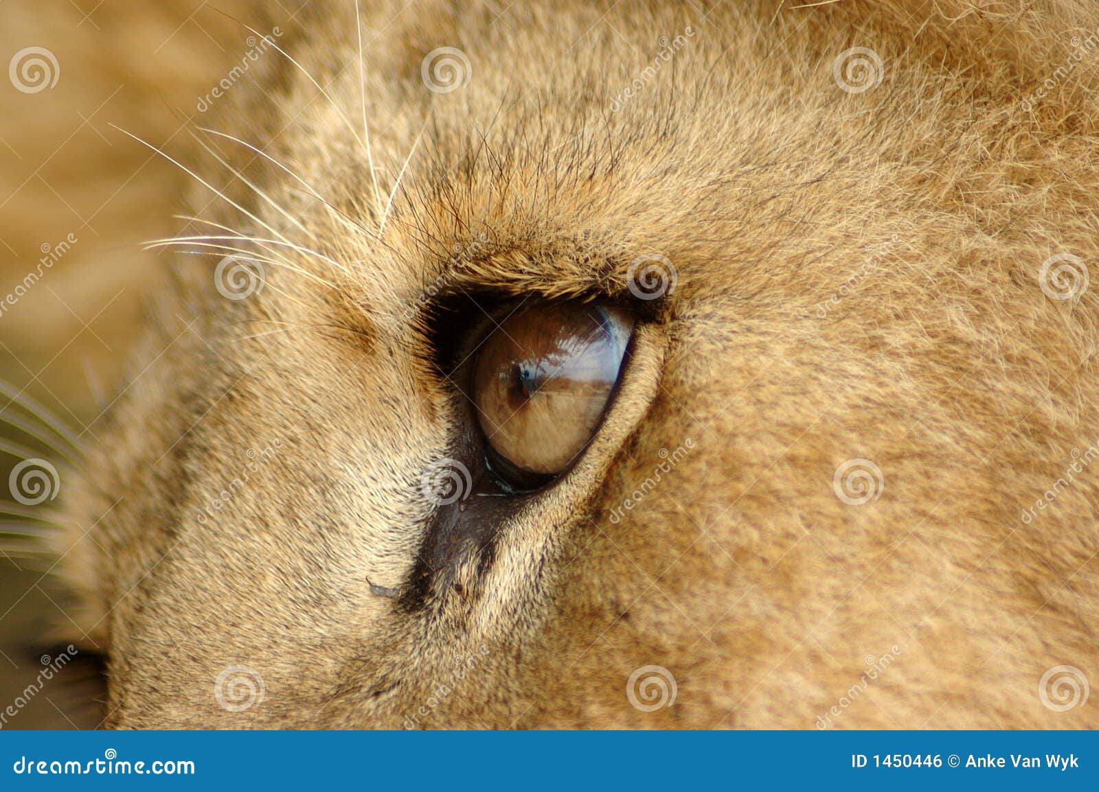 Lion eye stock photo. Image of watch, reserve, fauna, anke 1450446