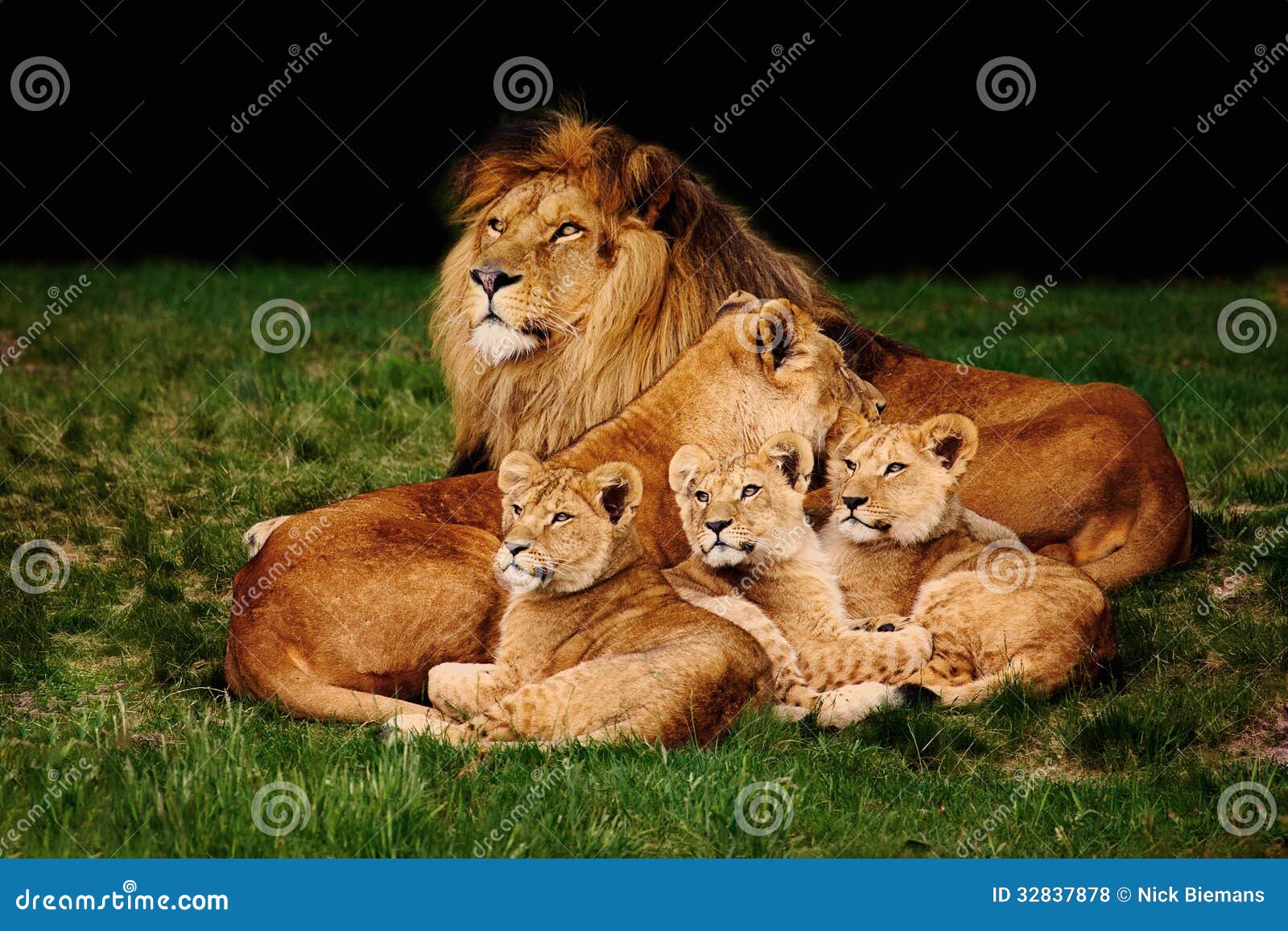 16,816 Lion Family Stock Photos - Free & Royalty-Free Stock Photos from  Dreamstime