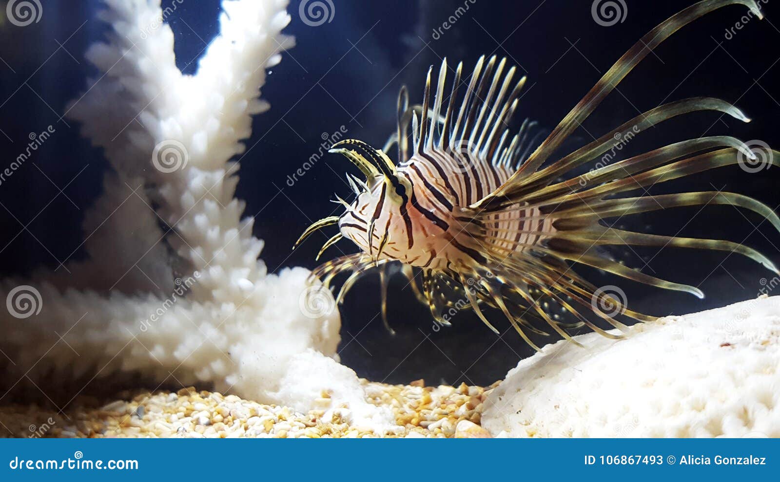 lion fish pterois volitans juveline close up