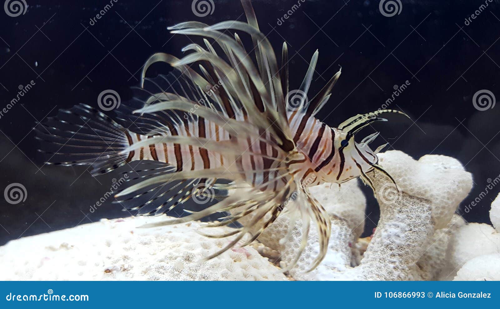 lion fish pterois volitans