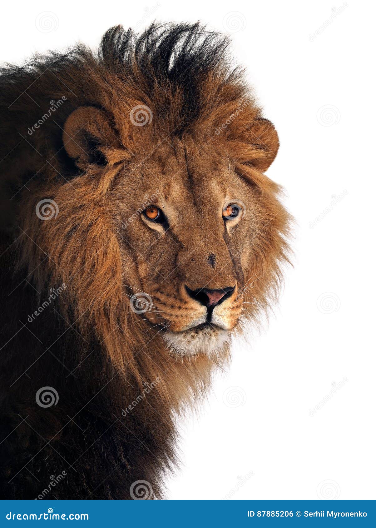 The Great Lion