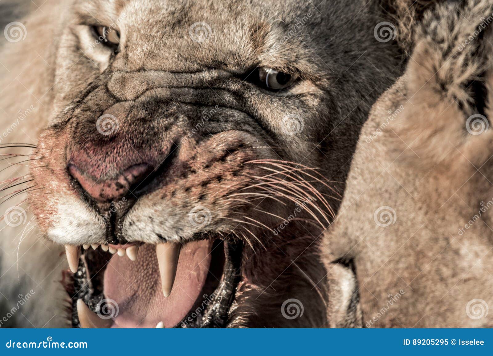 listen to a lion growl listen to a lion growl
