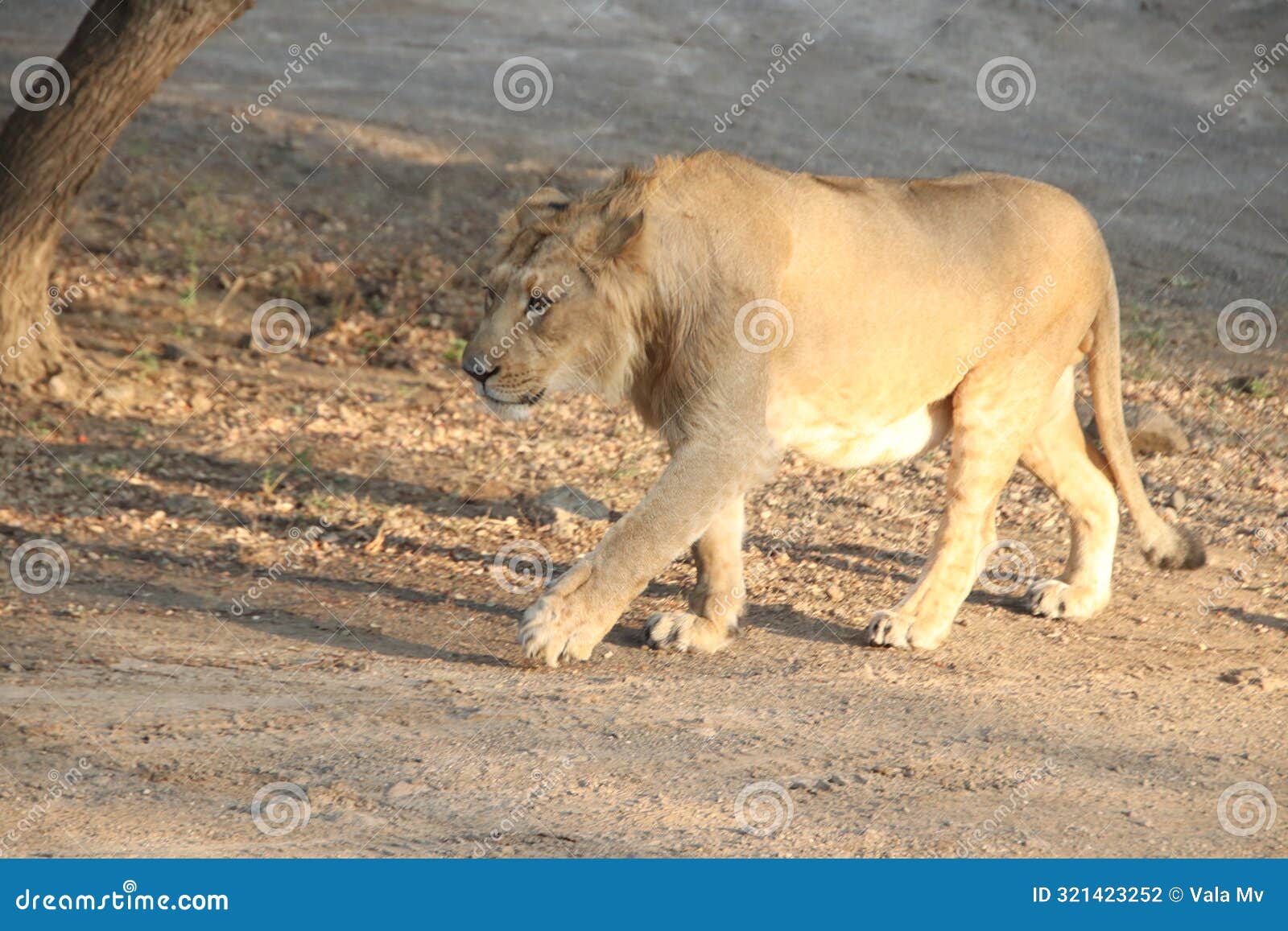 the lion has come out to roam in the jungle