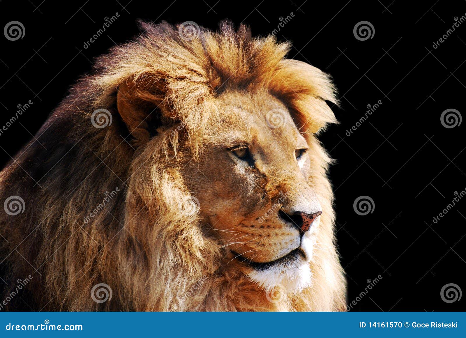 lion head