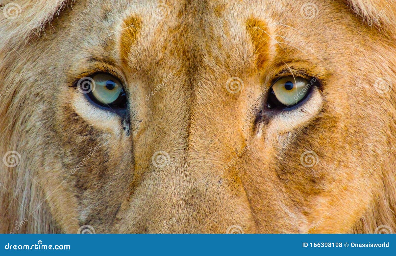 Lion Eyes Royalty Free Stock Photography CartoonDealer 6521435 lion-eyes-royalty-free-stock-photography-cartoondealer-6521435