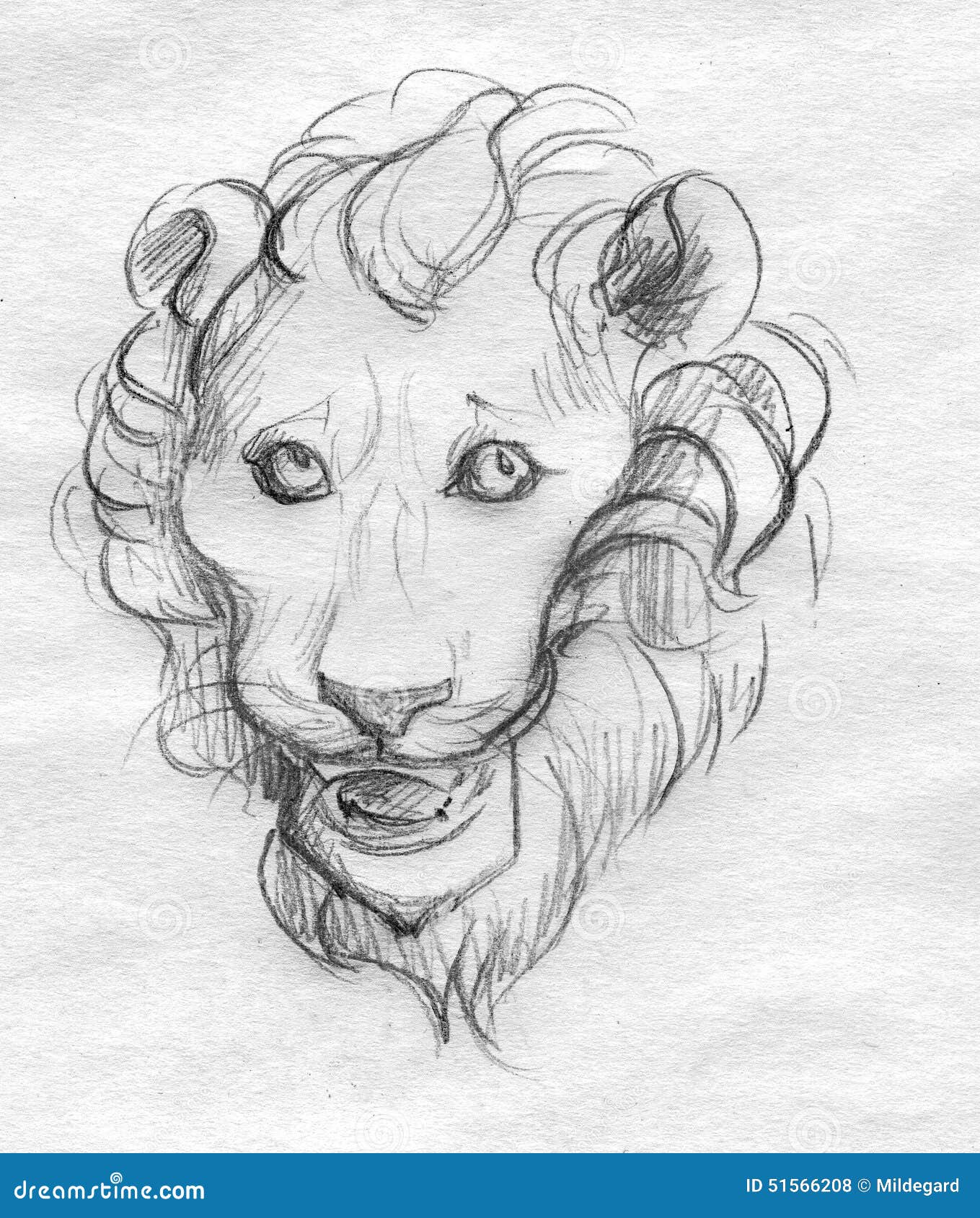 Colour Pencil Sketch - Lion