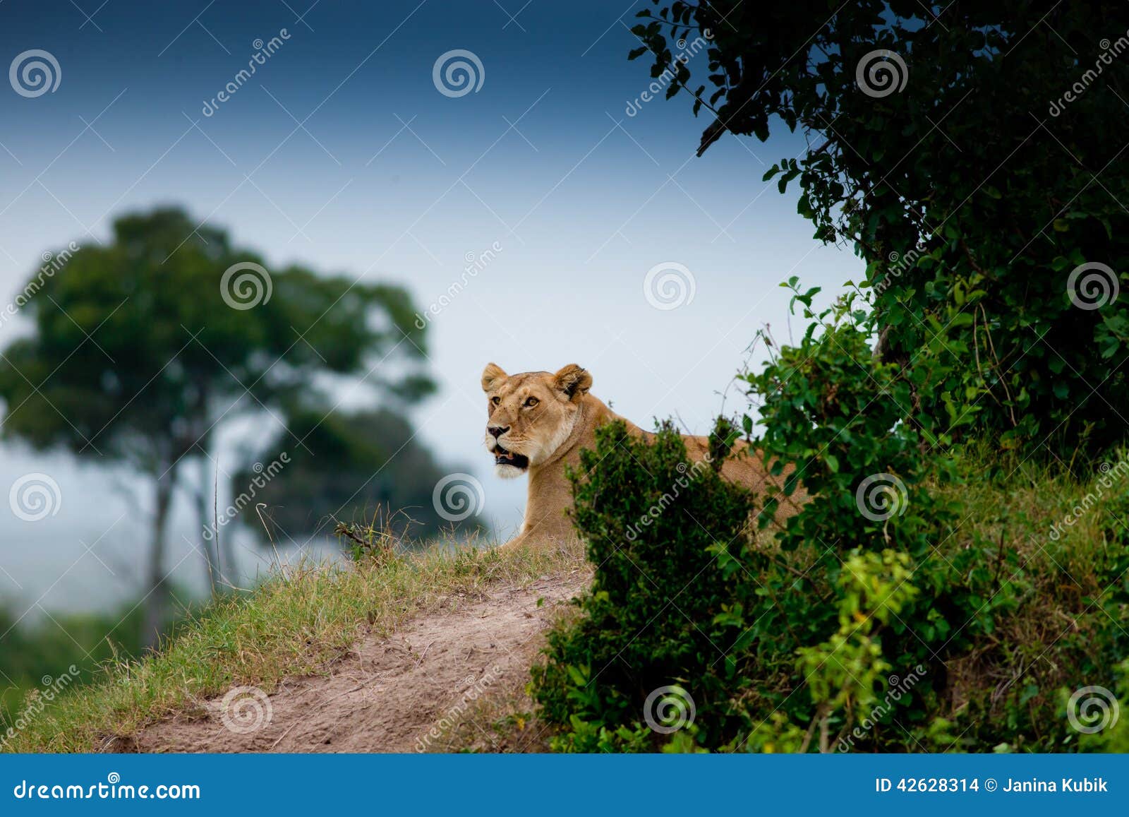 Lion on the hill stock photo. Image of color, star, beautiful 42628314