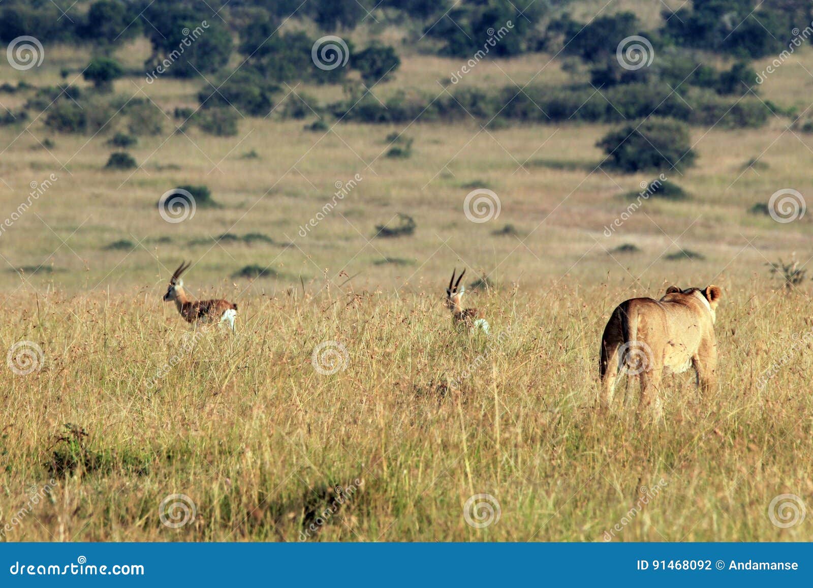 lion hunting gazelles