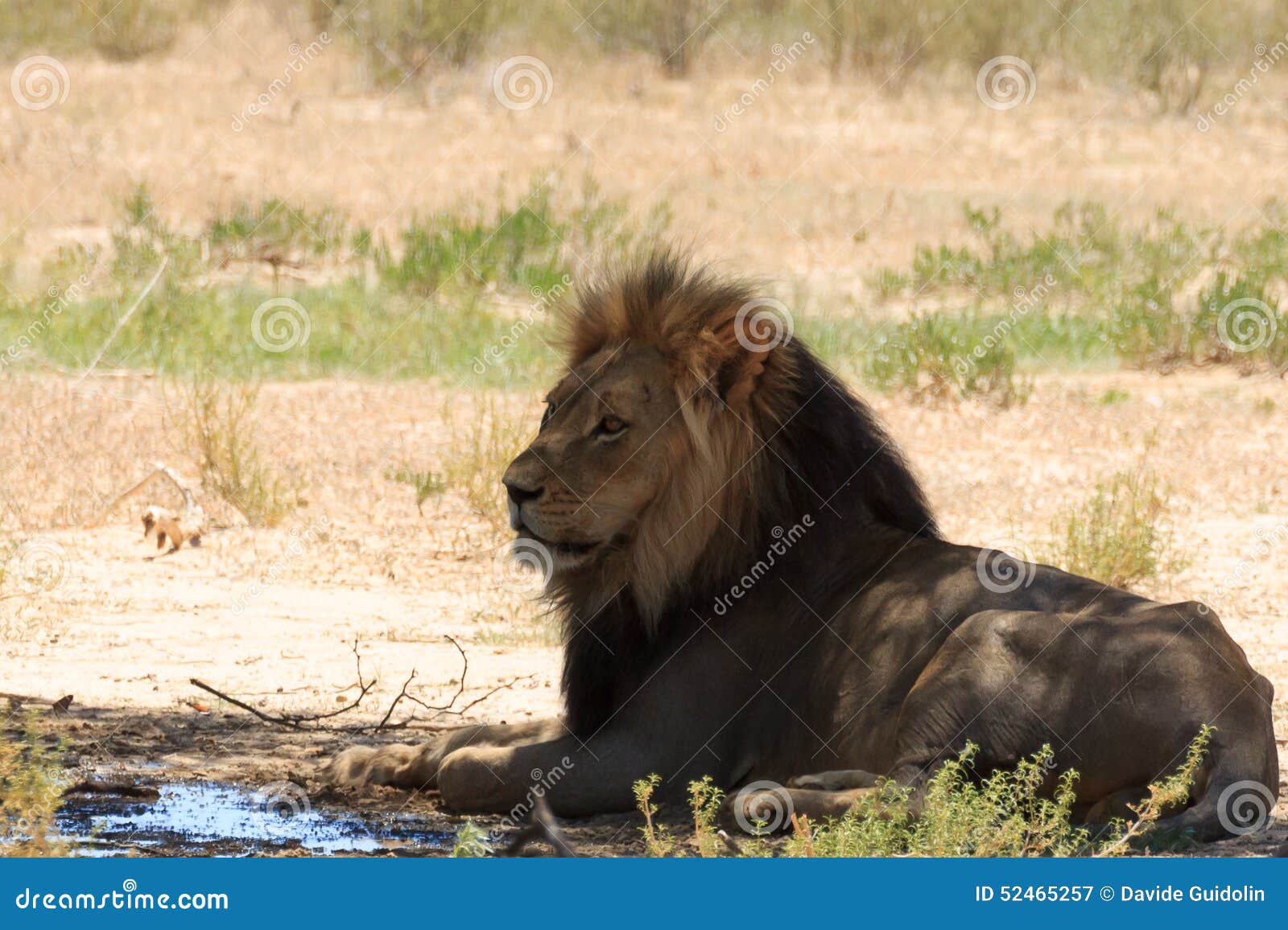 A lion from Kgalagadi National Park, South Africa