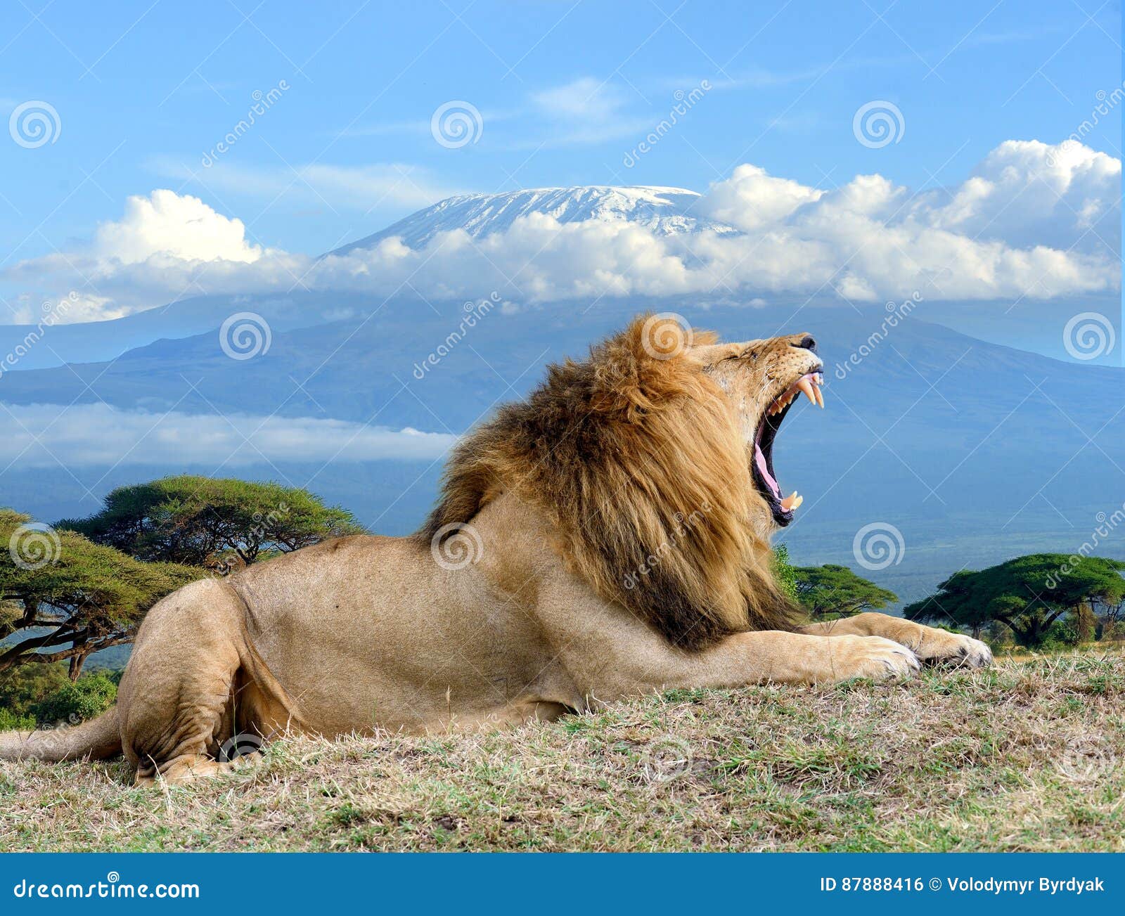 lion on kilimanjaro mount background in national park of kenya