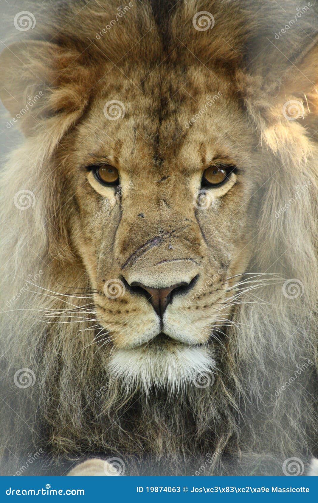 Lion king, Granby zoo, Quebec