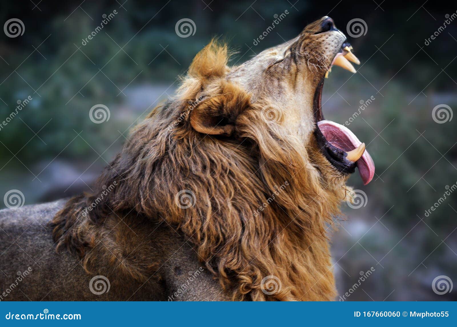 Lion King of the Forest Roaring Stock Photo - Image of animal, hong:  167660060