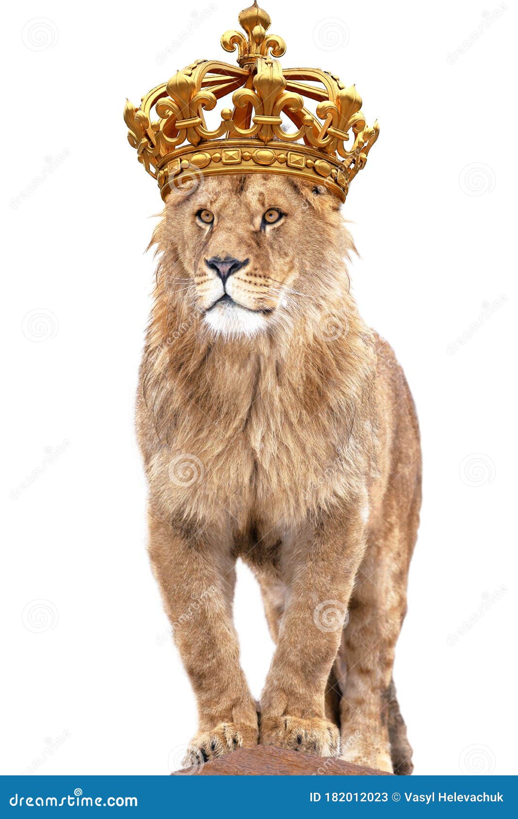 Lion King Stands Against Isolated on White Stock Image - Image of eyes,  beautiful: 182012023