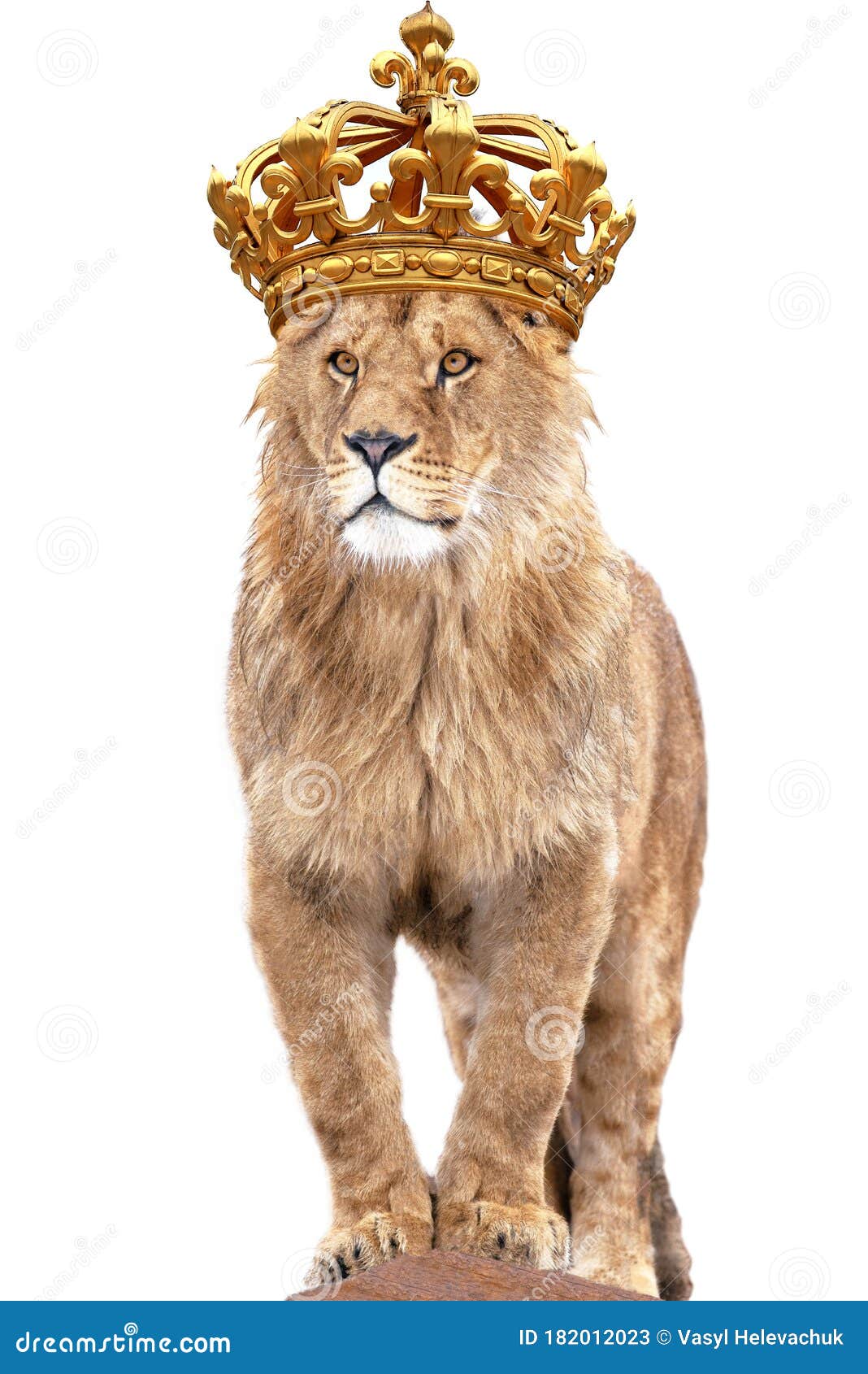 Lion King Stands Against Isolated on White Stock Image - Image of eyes, beautiful: 182012023 Lion King Stands Against Isolated on White Stock Image - Image of eyes, beautiful: 182012023