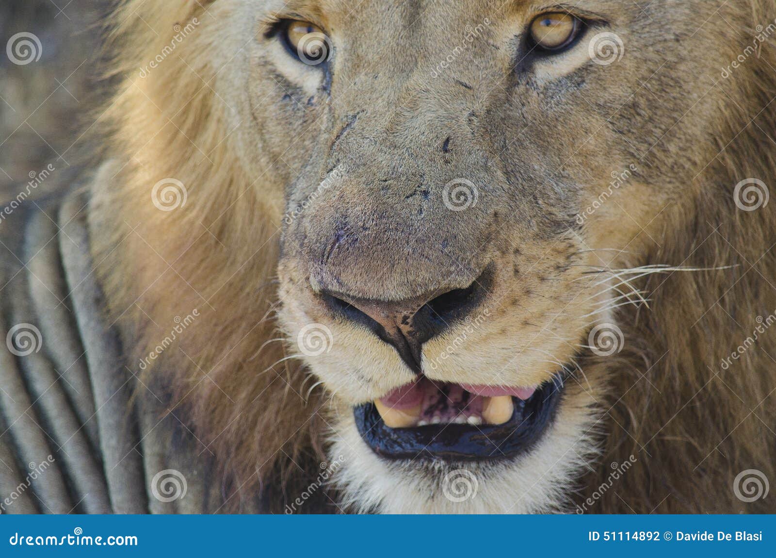 lion