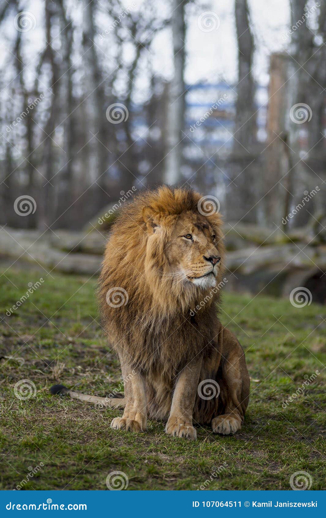 Lion Laying In Grass In Zoo Habitat Editorial Photo - Image of power