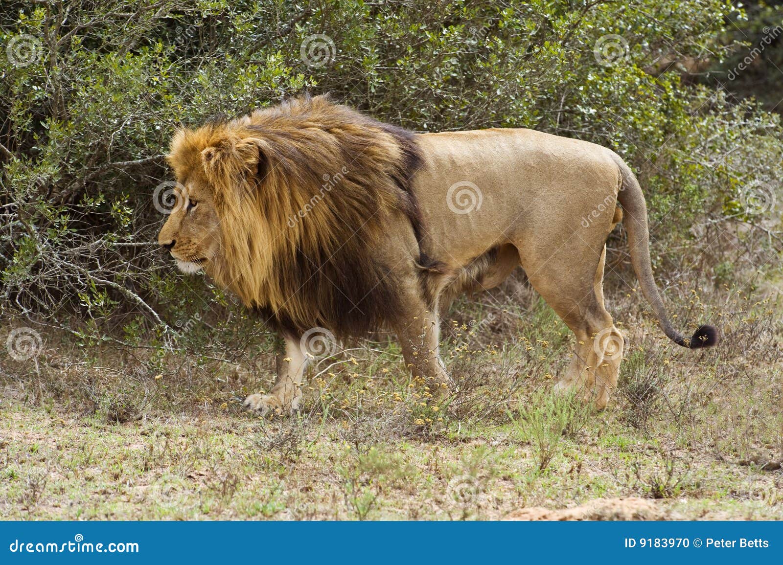 Worlds Largest Lion Ever Recorded