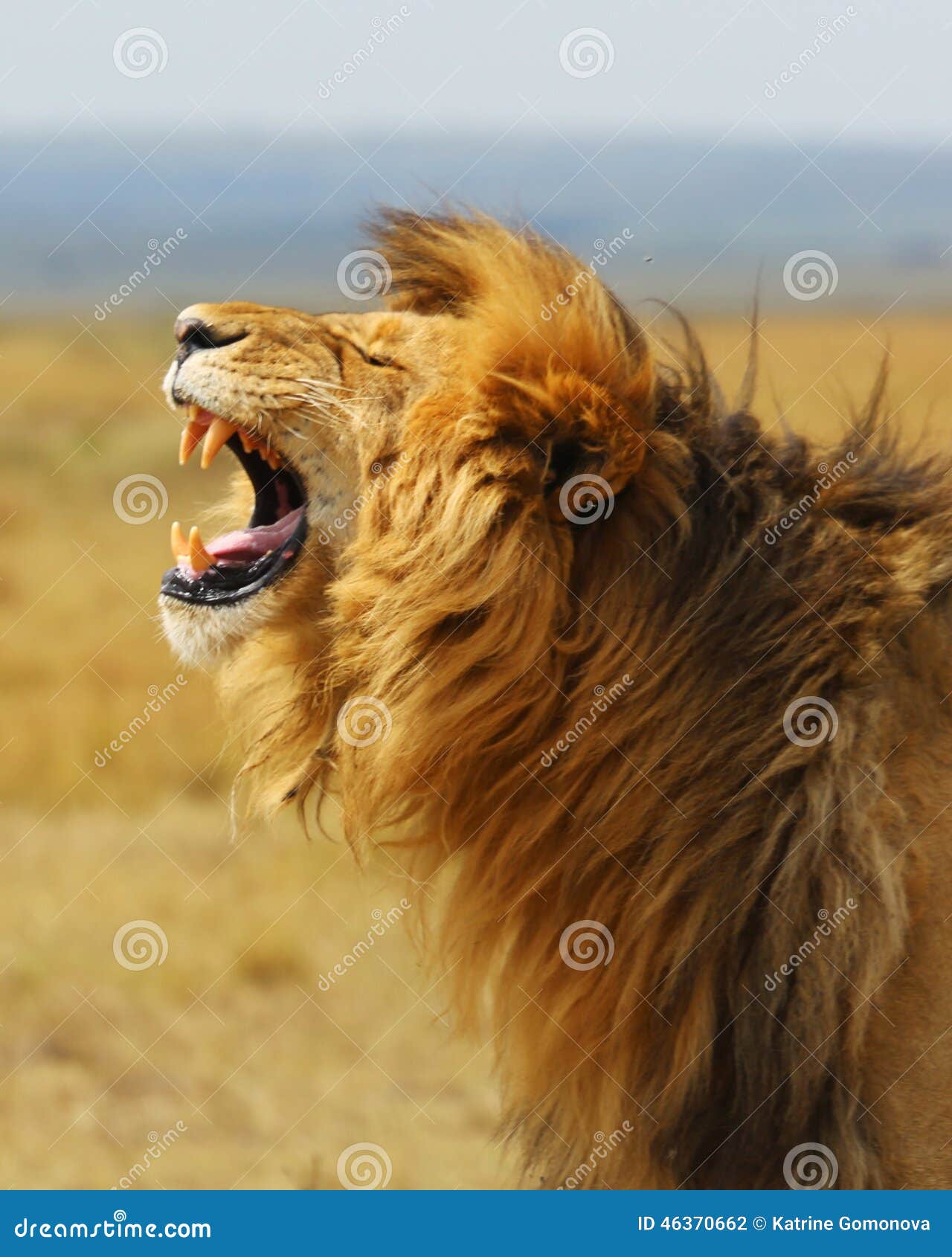 lion, leo africa kenya safari national park wild animals