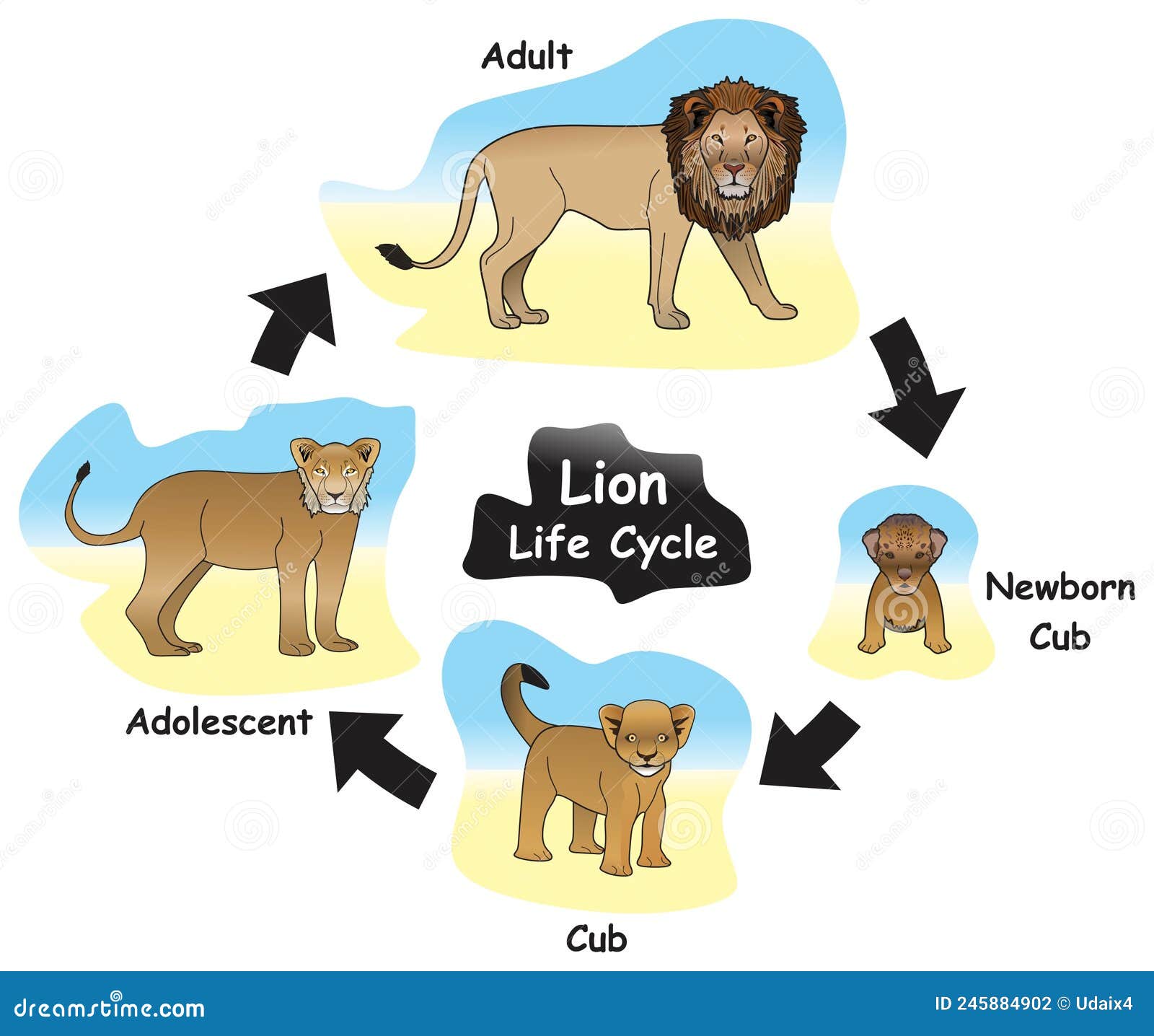 lion life cycle infographic diagram