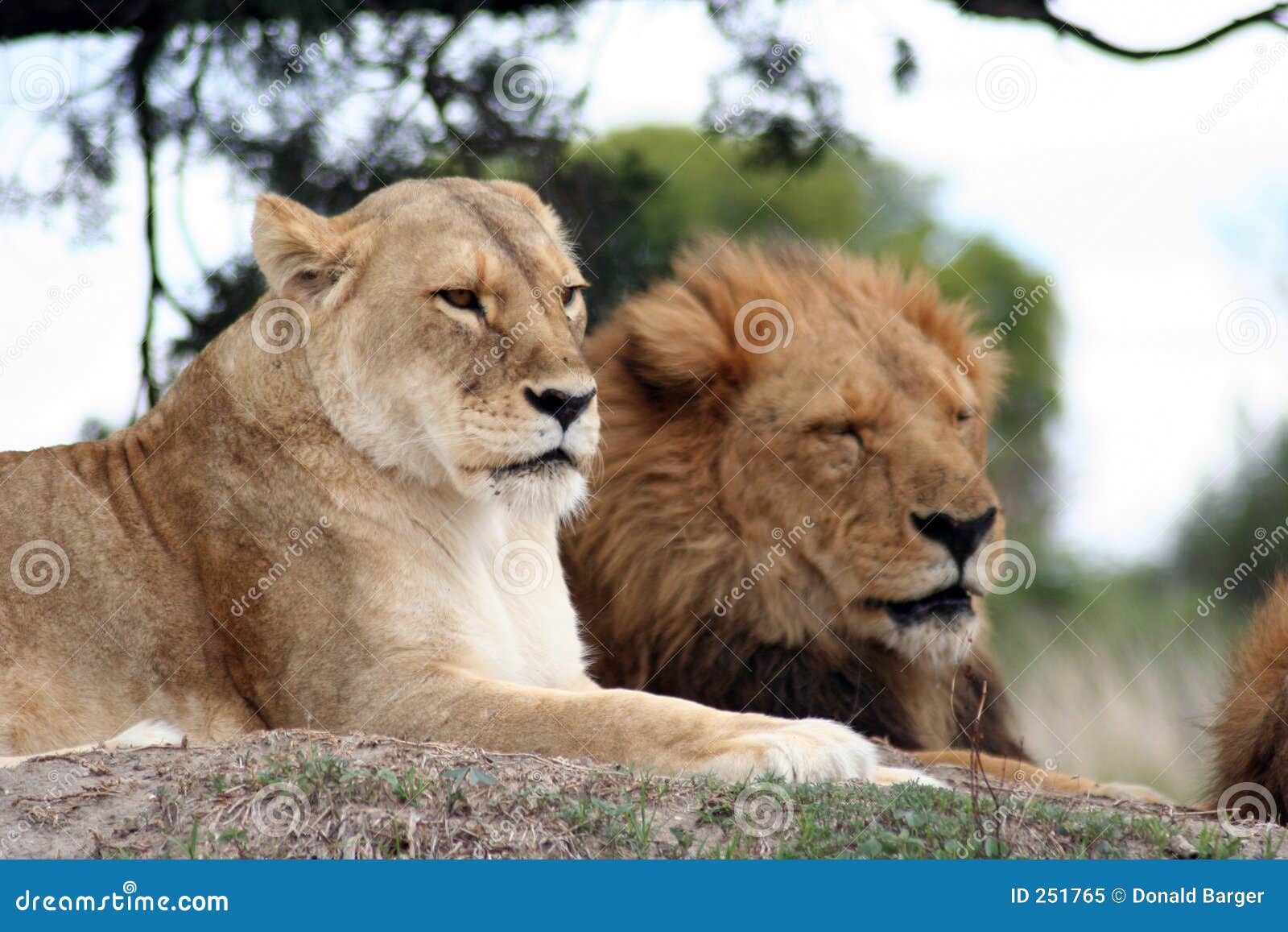 Free Free Lion And Lioness Svg 278 SVG PNG EPS DXF File