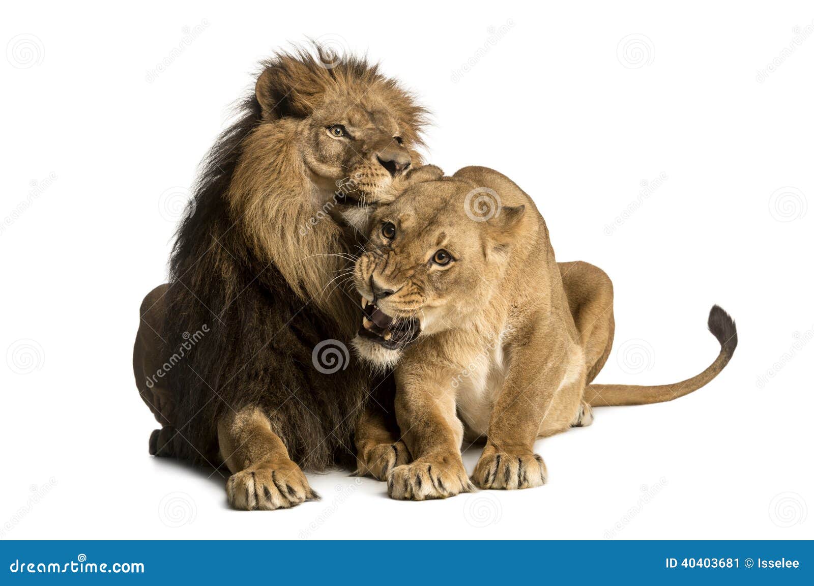 lion and lioness cuddling, lying, panthera leo