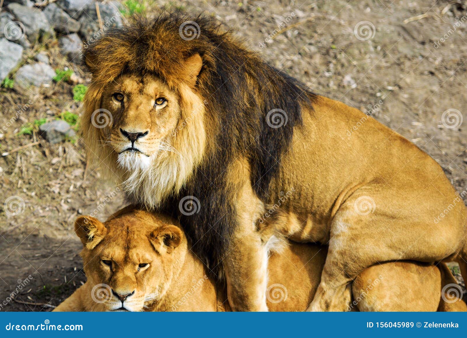 Lion and lioness stock image. Image of ...