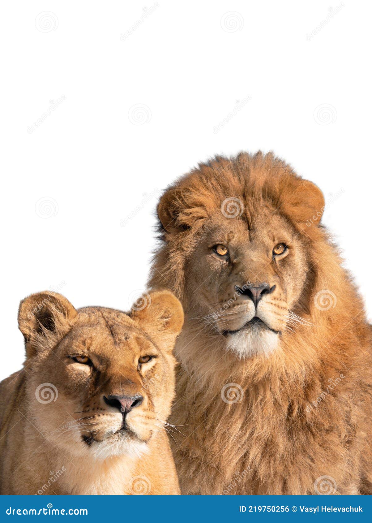 Lion And Lioness Portrait Isolated On White Royalty Free Stock Image