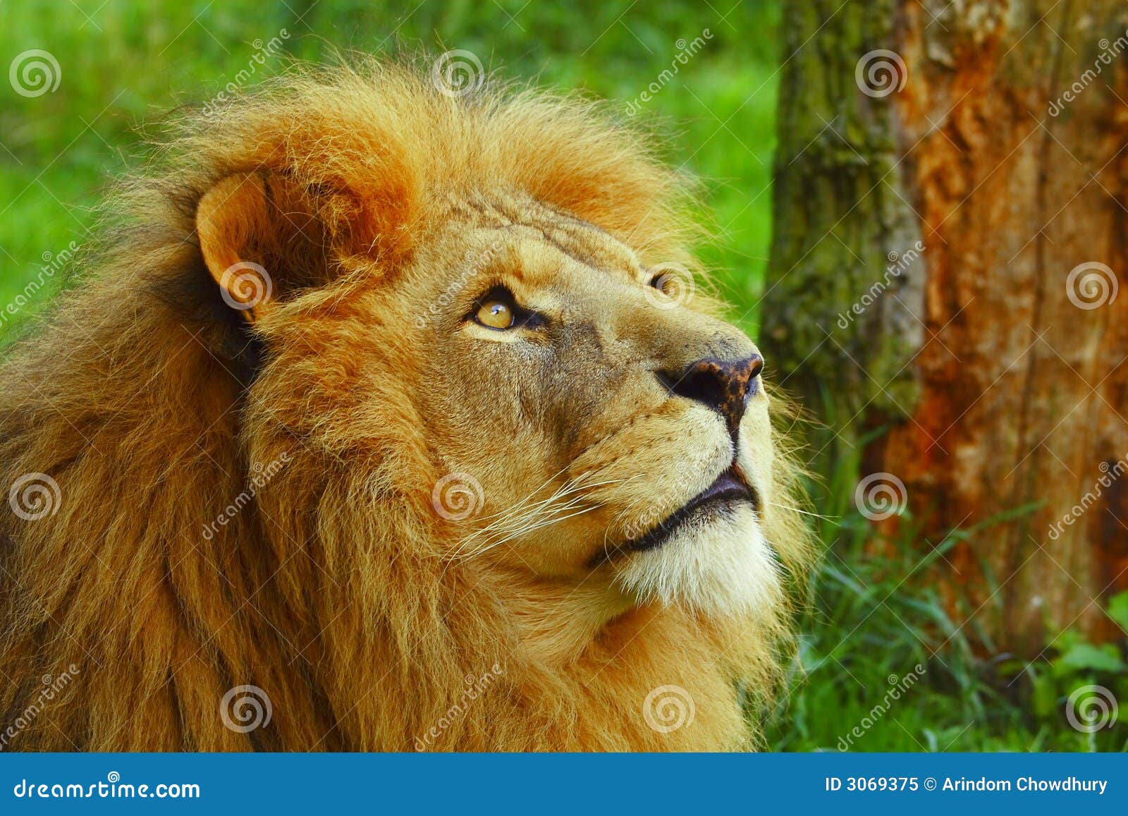 Lion Looking Royalty Free Stock Photo Image 3069375