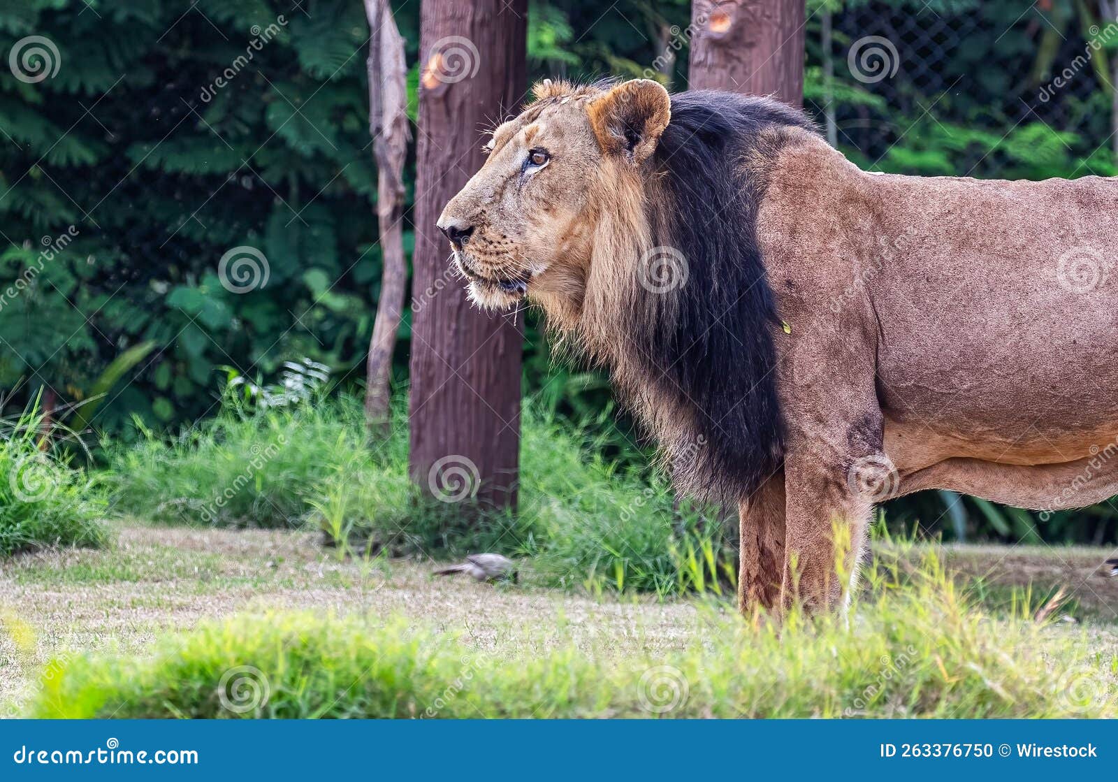 Lion looking away in woods stock photo. Image of face 263376750