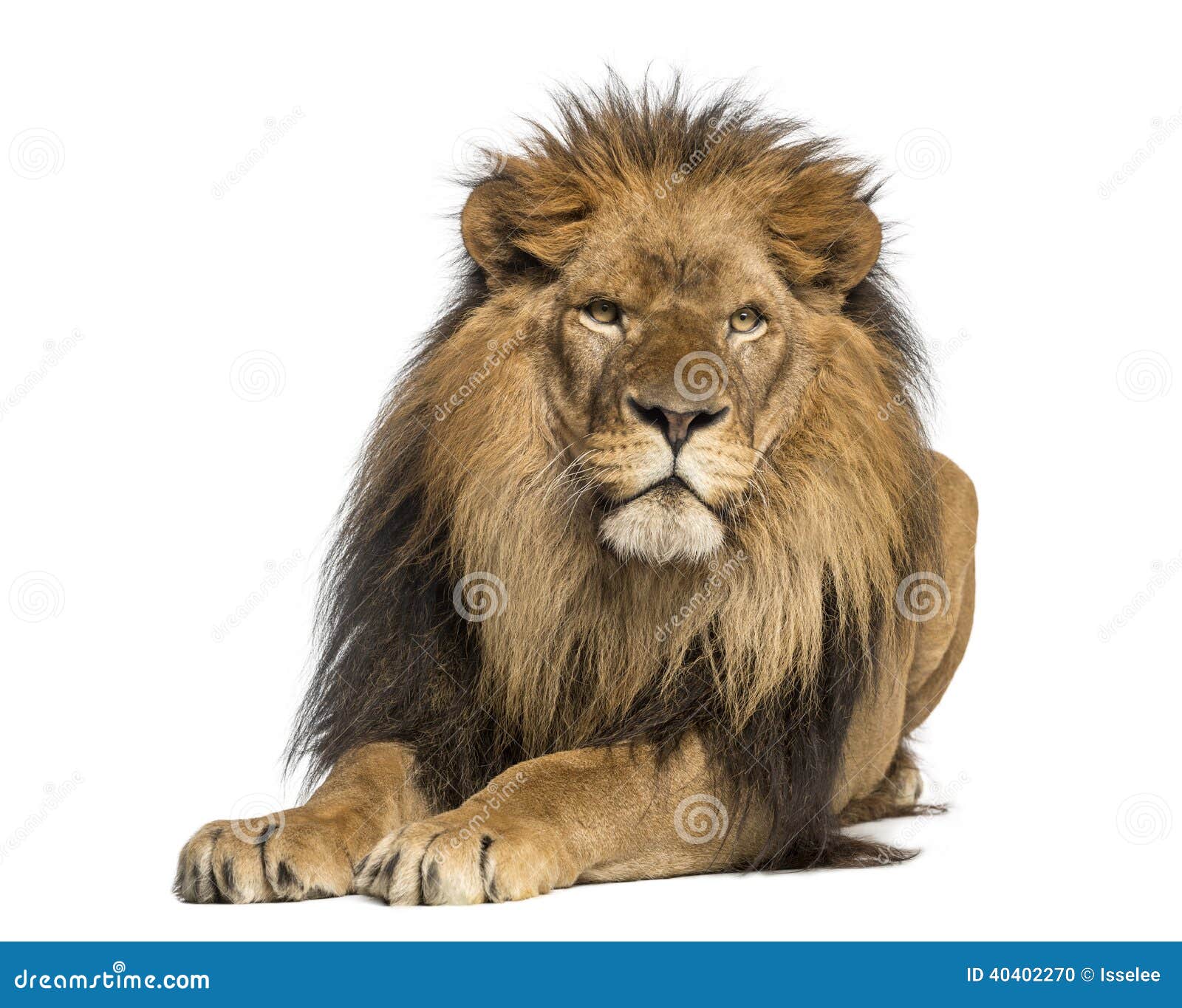 lion lying down, facing, panthera leo, 10 years old