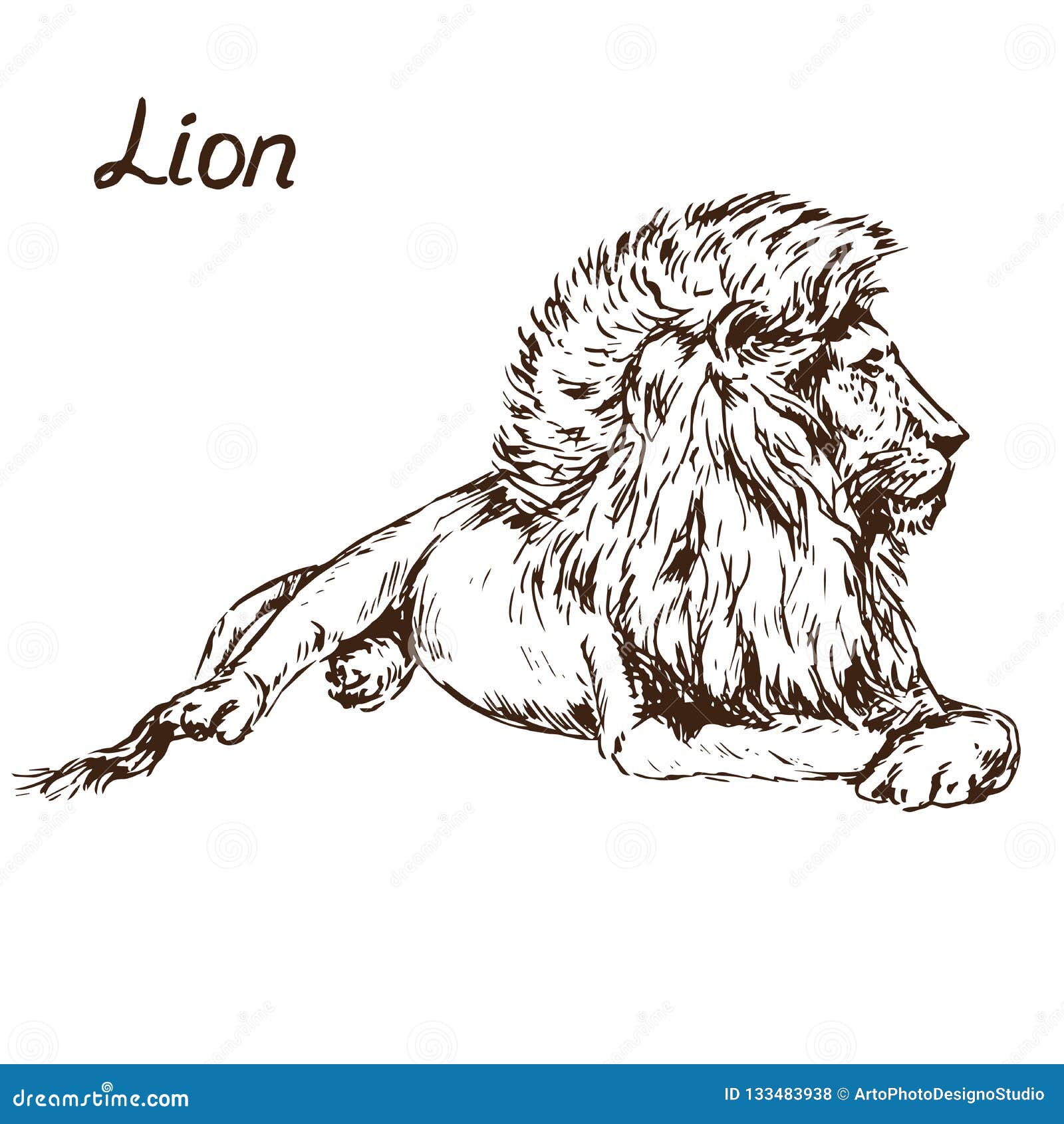 Lion Lying Portrait, Hand Drawn Doodle, Sketch Stock Vector ...