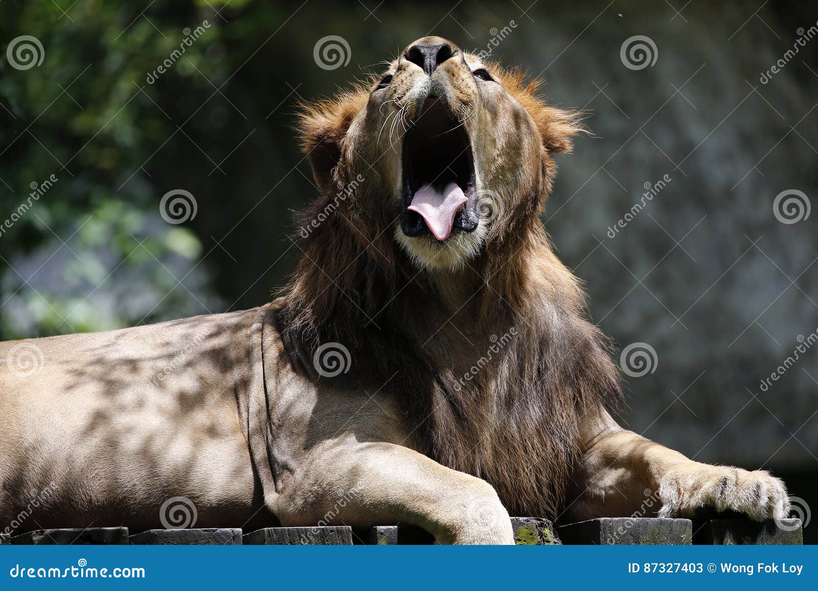 Lion in Malaysia National Zoo Stock Image - Image of lion, wild: 87327403