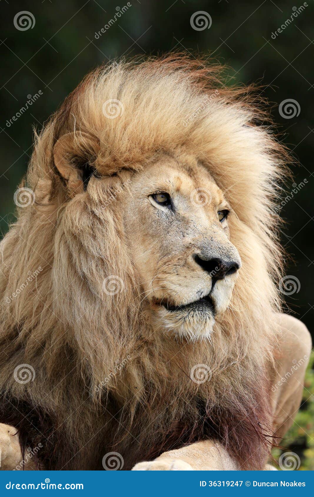 Lion Male stock image. Image of safari, beasts, male - 36319247