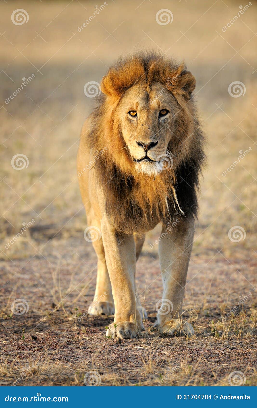 6,817 Lion Standing Stock Photos - Free & Royalty-Free Stock Photos from  Dreamstime