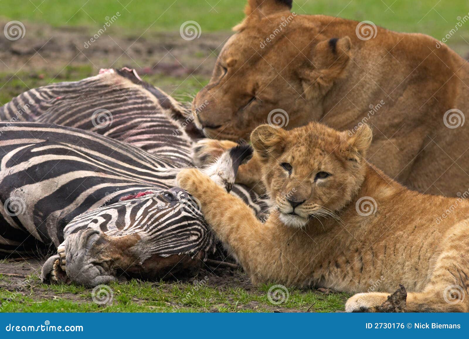 Lion meal stock photo. Image of carnivore, dinner, eating 2730176