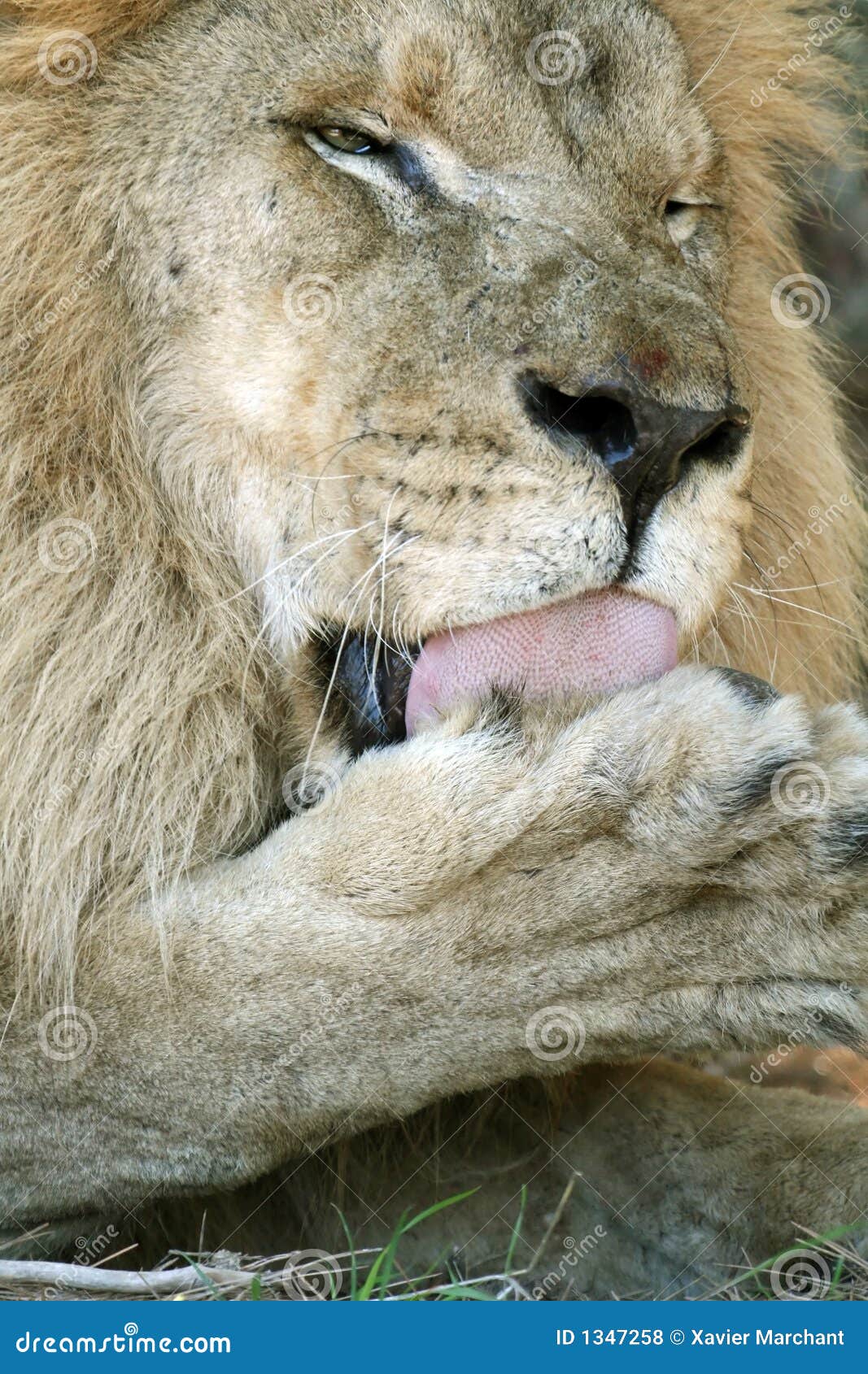 roses in the mouth of a lion by bushra rehman roses in the mouth of a lion by bushra rehman