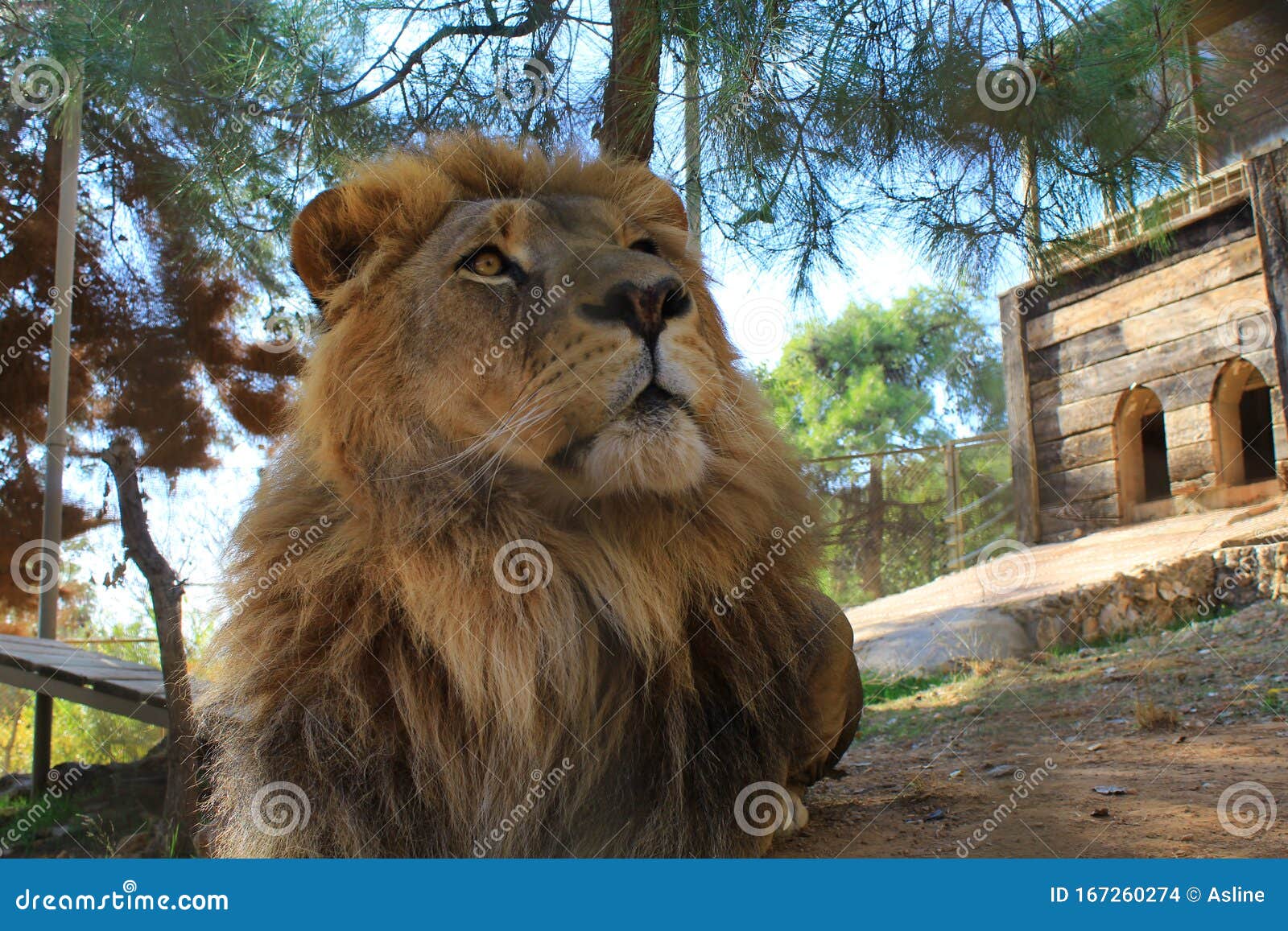 lion safari antalya