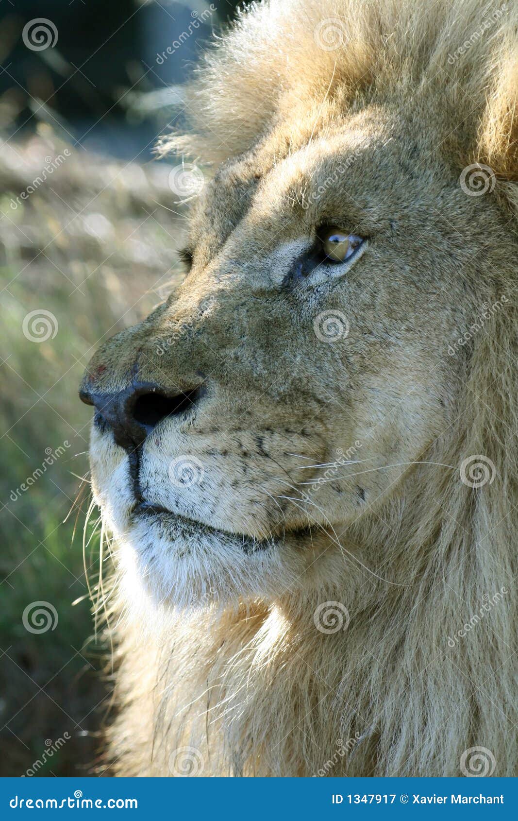 Lion nose stock image. Image of fear, family, proud, wild 1347917