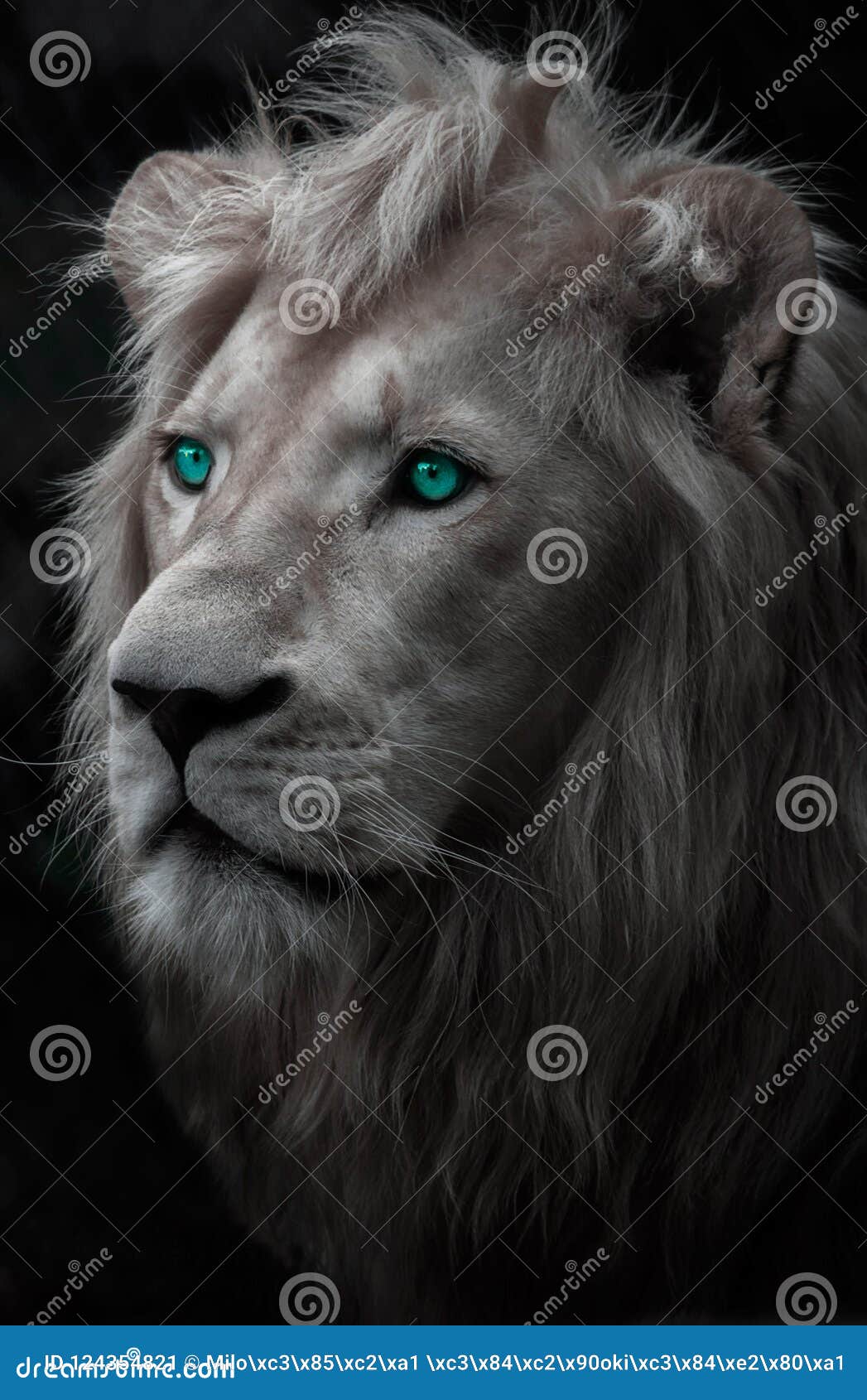 black lion with blue eyes wallpaper