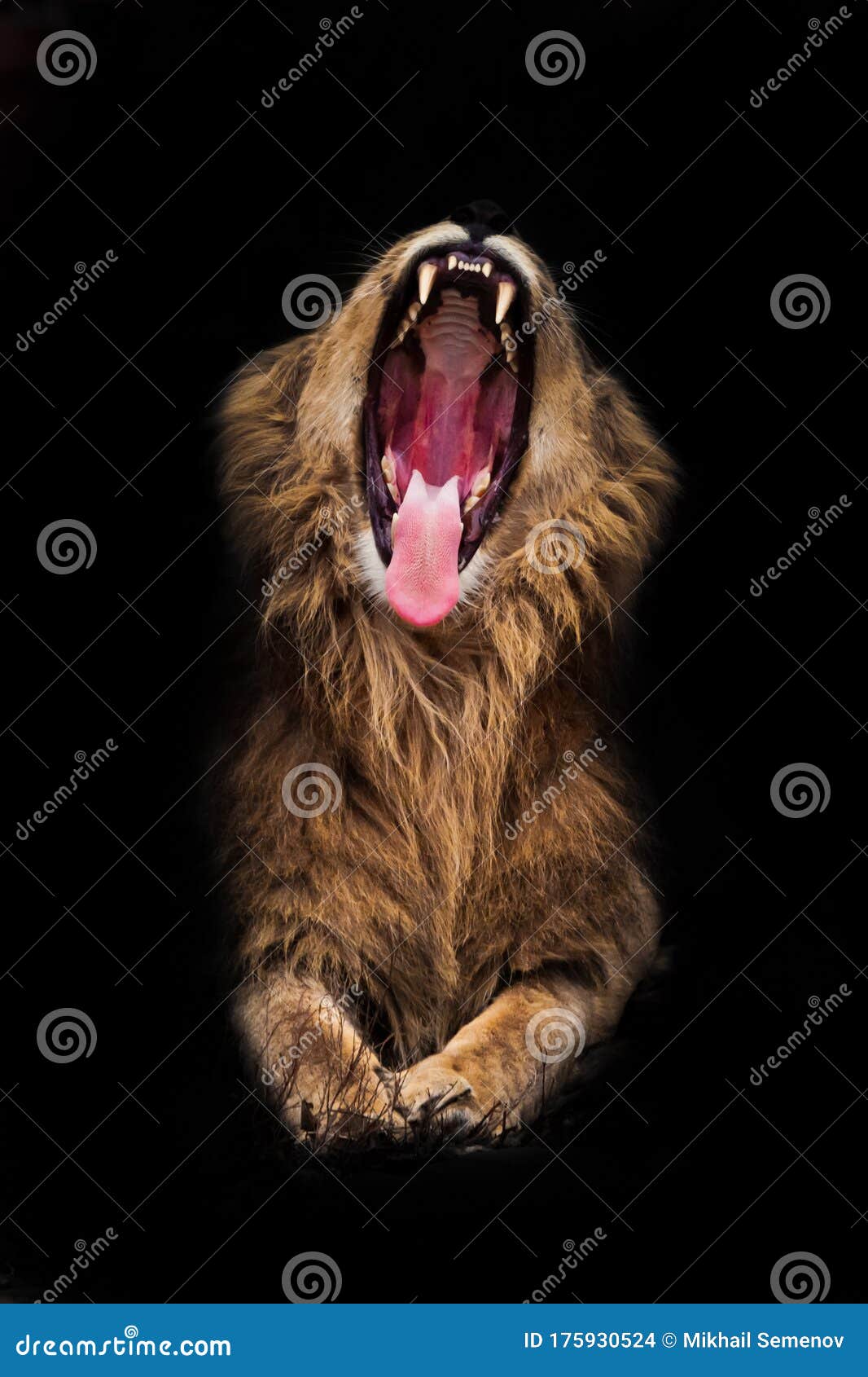 6 942 Lion Night Photos Free Royalty Free Stock Photos From Dreamstime 6 942 Lion Night Photos Free Royalty Free Stock Photos From Dreamstime