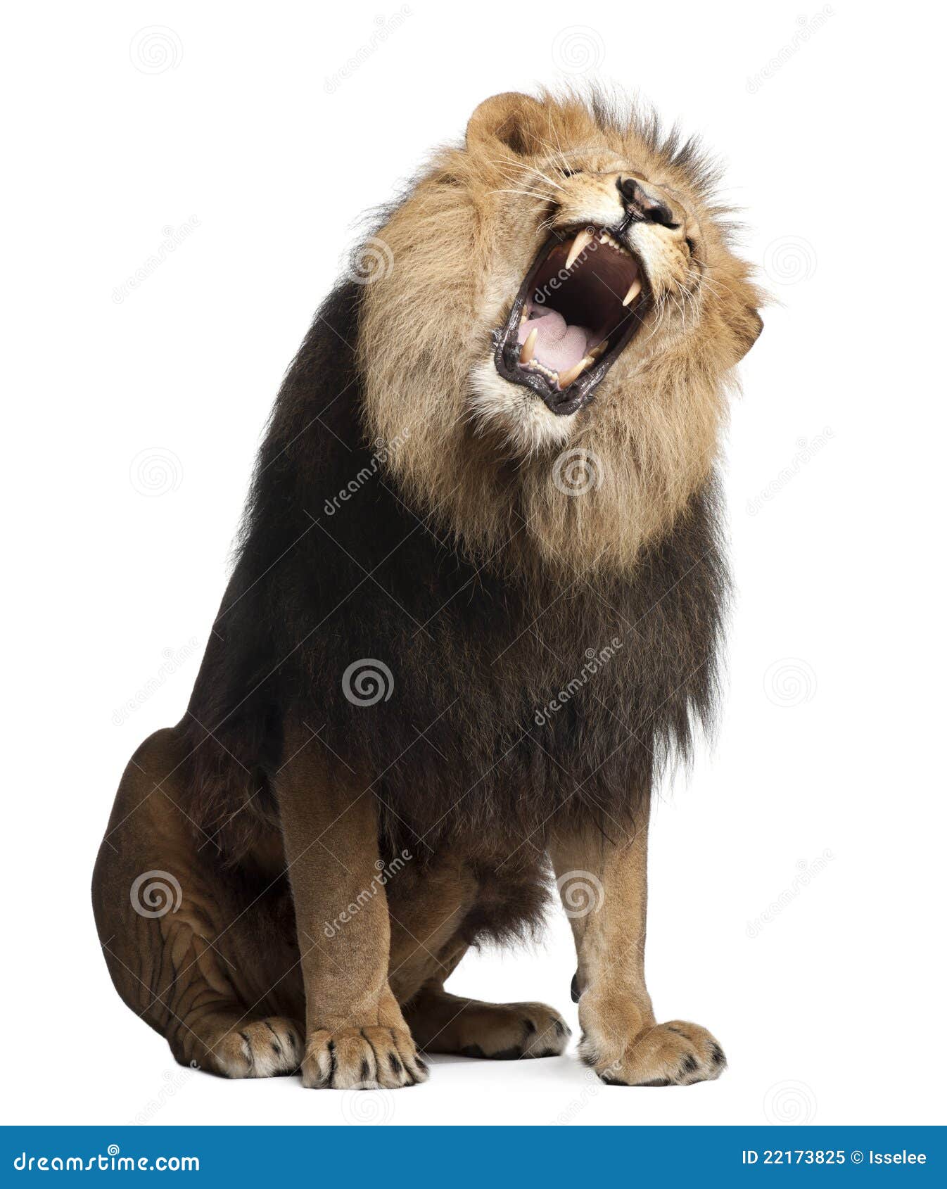 lion, panthera leo, 8 years old, roaring